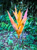 Sur le sentier autour de la lagune Apoyo - Nicaragua