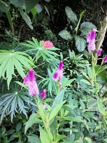 Sur le sentier autour de la lagune Apoyo - Nicaragua