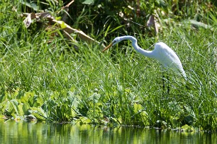 Garceta grande (Grande aigrette) Las Isletas - Granada - Nicaragua