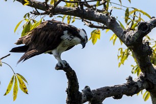 Águila pescadora (Balbuzard pêcheur) Las Isletas - Granada - Nicaragua