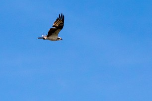 Águila pescadora (Balbuzard pêcheur) Managua - Nicaragua