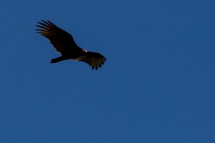 Aura gallipavo (Urubu à tête rouge) Managua - Nicaragua