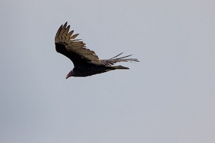 Aura gallipavo (Urubu à tête rouge) Masaya - Nicaragua