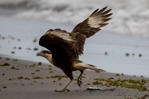 Carancho norteño (Caracara du Nord) Ometepe - Nicaragua