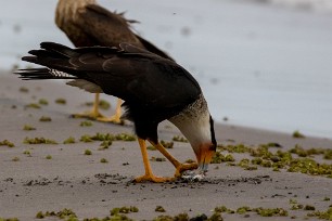 Carancho norteño (Caracara du Nord) Ometepe - Nicaragua