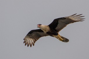 Carancho norteño (Caracara du Nord) Ometepe - Nicaragua