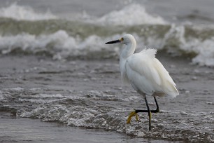 Carceta nivea (Aigrette neigeuse) Ometepe - Nicaragua