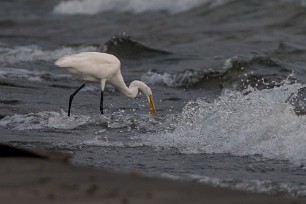 Garceta grande (Grande aigrette) Ometepe - Nicaragua