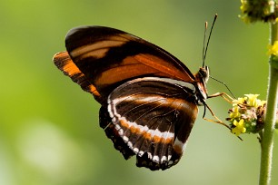 Papillon Dryadula phaetusa