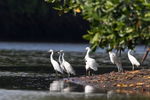 Garceta nivea (Aigrette neigeuse) Salinas Grande - Nicaragua