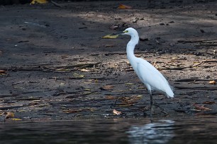 Garceta nivea (Aigrette neigeuse) Salinas Grande - Nicaragua