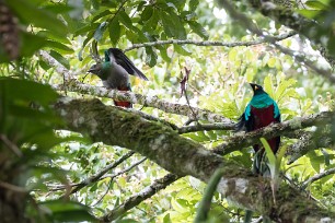 Quetzal guatelmalteco (Quetzal resplendissant) Selva Negra - Nicaragua