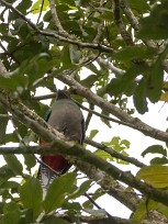 Quetzal guatelmalteco (Quetzal resplendissant) Selva Negra - Nicaragua