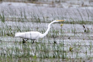 Garceta grande (Grande aigrette) Tisma - Nicaragua