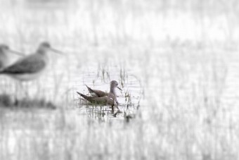 Archibebe patigualdo pico (Petit chevalier) null