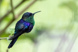 Zafiro coronado (Dryade couronnée) Turrialba - Costa Rica