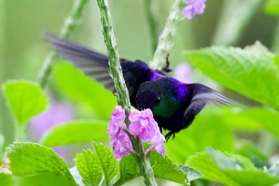 Zafiro coronado (Dryade couronnée) Turrialba - Costa Rica