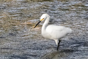 Garceta nívea (Aigrette neigeuse) Golfo Dulce - Costa Rica