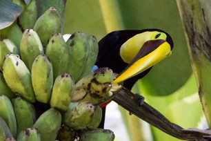 Tucán pechigualdo (Toucan tocard) Matapalo - Costa Rica