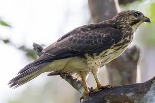 (Busardo gris norteño (Buse grise) Tarcoles - Costa Rica