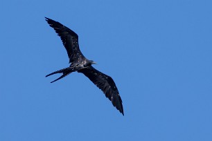 Rabihorcado magnífico (Frégate superbe) Tarcoles - Costa Rica