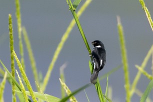 Semillero cuelliblanco (Sporophile de Morelet) Tarcoles - Costa Rica