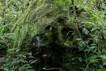 Gravure ou facétie naturelle? null