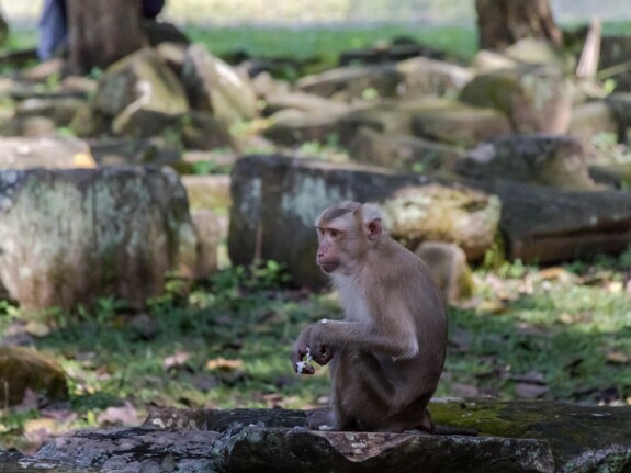 120 Angkor Thom et le Baphong