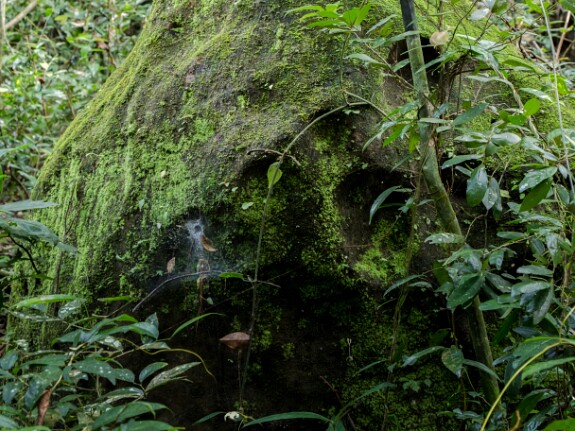 160 La rivière des mille lingas