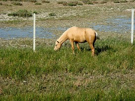 Doñana Espagne, Andalousie