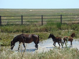 Doñana Espagne, Andalousie