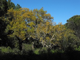 Doñana Espagne, Andalousie