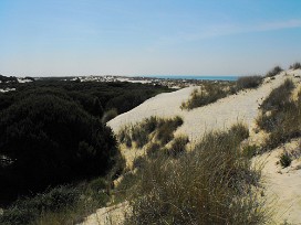 Doñana Espagne, Andalousie