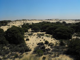 Doñana Espagne, Andalousie