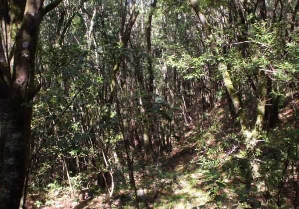 Corona Forestale