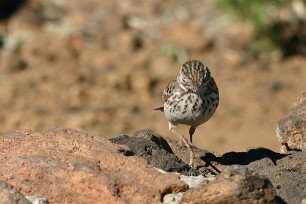 pipit_de_berthelot_01