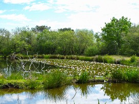 Le Teich Arcachon