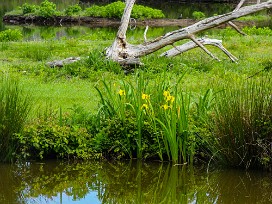 Le Teich Arcachon