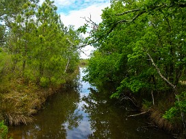 Le Teich Arcachon