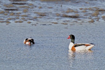Entre Morbihan et Finistère null
