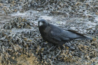 Entre Morbihan et Finistère null