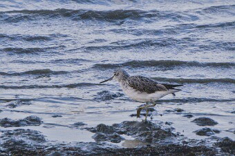 Entre Morbihan et Finistère null