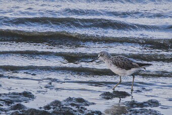 Entre Morbihan et Finistère null