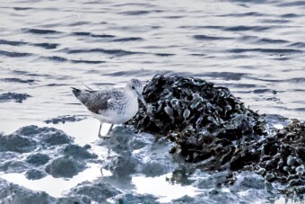 Entre Morbihan et Finistère null