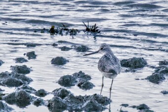 Entre Morbihan et Finistère null