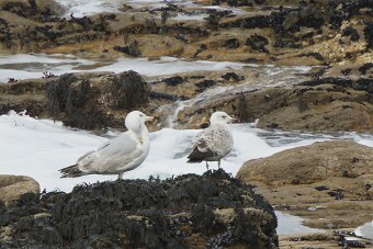 Entre Morbihan et Finistère null