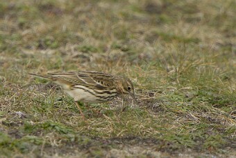 Entre Morbihan et Finistère null