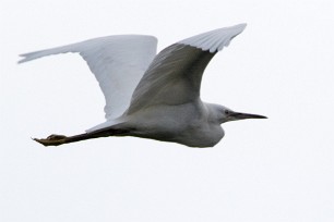 Aigrette garzette Lac du Der