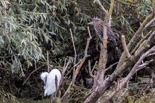 Bihoreau gris - Aigrette garzette Lac du Der