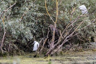 Bihoreau gris - Aigrette garzette Lac du Der